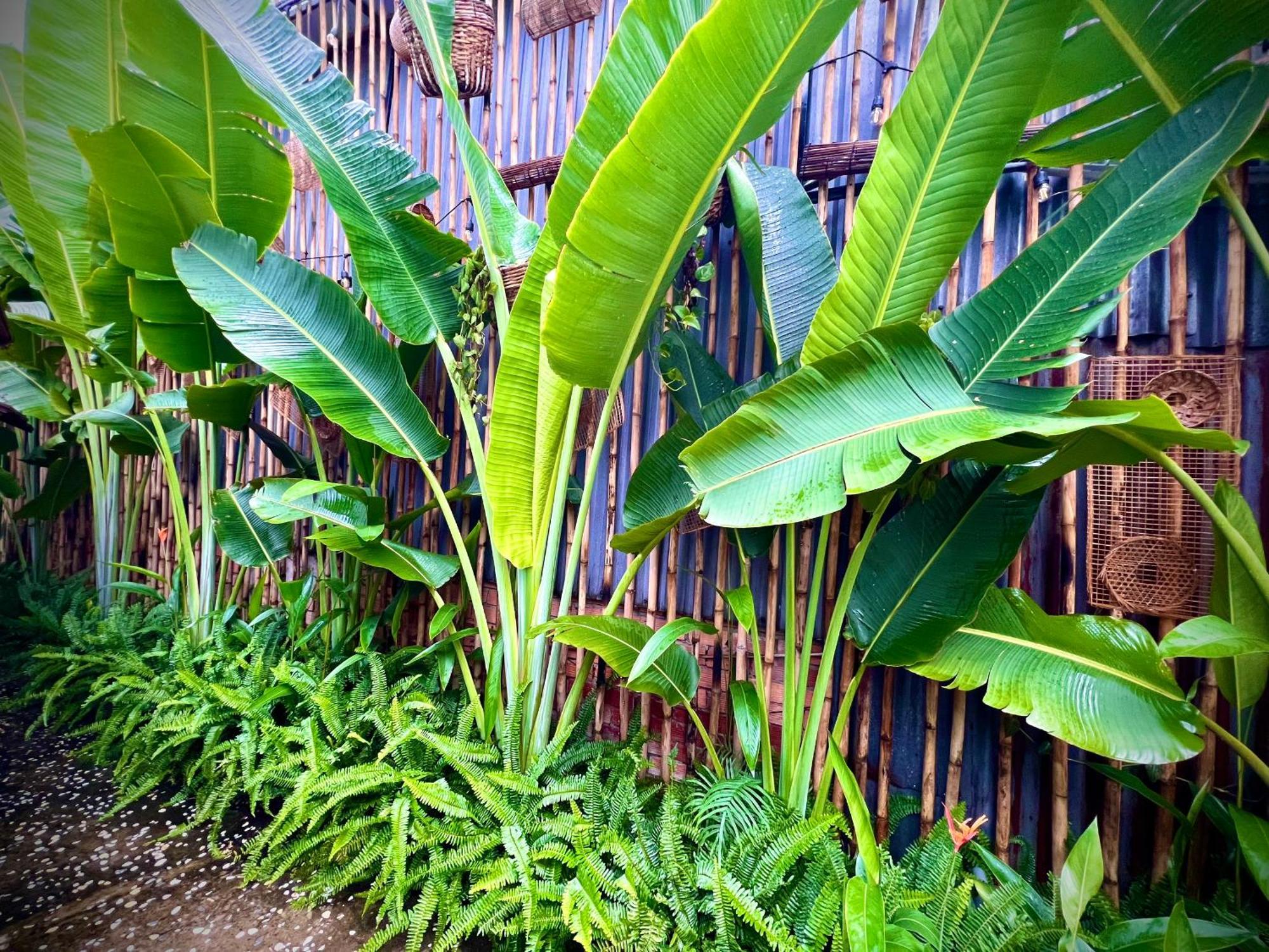Ben Do Xua Homestay & Coffee Cai Rang Exterior foto